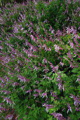 Ocimum labiatum