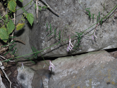 Vicia aphylla
