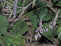 Vicia aphylla