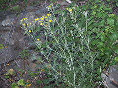 Andryala pinnatifida subsp. preauxiana image