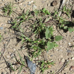 Munroa squarrosa