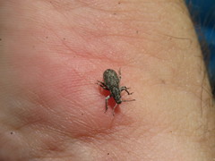 Eucyllus vagans