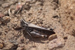 Austroicetes