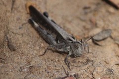 Austroicetes