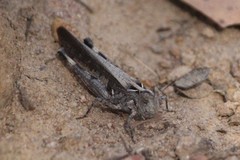 Austroicetes