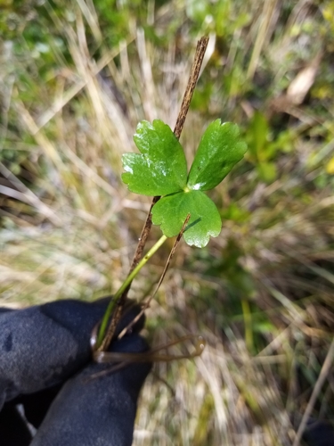 Image of Ranunculus macropus by (c) Joe Potter Butler, some rights reserved (CC BY)