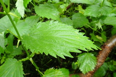 Urtica platyphylla