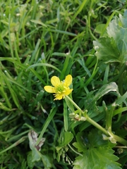 Ranunculus muricatus
