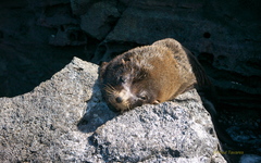 Arctocephalus galapagoensis