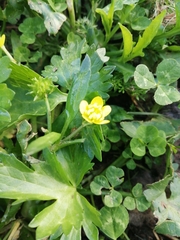 Ranunculus muricatus