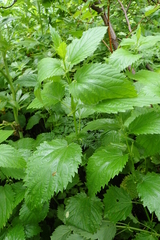 Urtica platyphylla