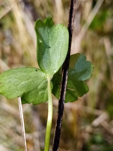 Image of Ranunculus macropus by (c) Joe Potter Butler, some rights reserved (CC BY)