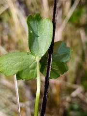 Ranunculus macropus
