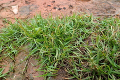 Fimbristylis dichotoma ochotensis