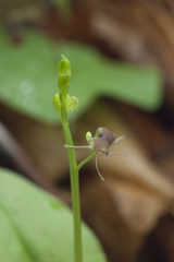 Liparis campylostalix