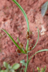 Fimbristylis dichotoma ochotensis