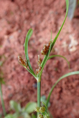 Fimbristylis dichotoma ochotensis