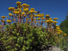 Aeonium spathulatum image