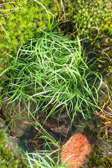 Fimbristylis dichotoma ochotensis