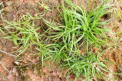 Fimbristylis dichotoma ochotensis