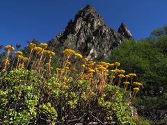 Aeonium spathulatum image