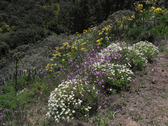 Argyranthemum adauctum image