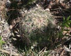 Coryphantha radians