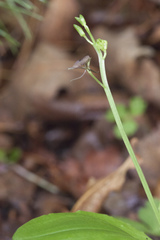 Liparis campylostalix