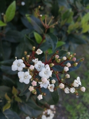 Viburnum tinus