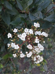 Viburnum tinus