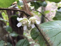 Rubus wallichianus