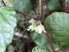 Rubus wallichianus