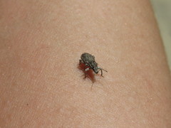 Eucyllus vagans