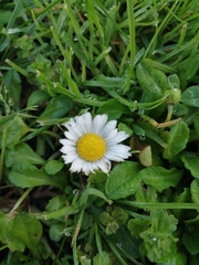 Bellis perennis