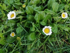 Bellis perennis