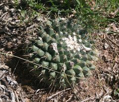 Mammillaria uncinata