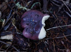 Russula mendocinensis