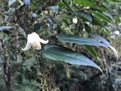 Clematis henryi