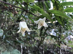 Clematis henryi