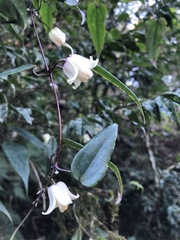 Clematis henryi