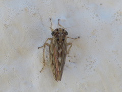 Agallia consobrina