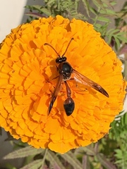 Delta dimidiatipenne