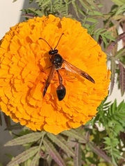 Delta dimidiatipenne