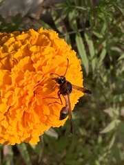 Delta dimidiatipenne