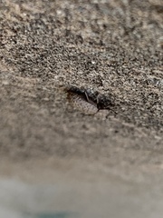 Tenebrionidae
