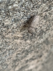 Tenebrionidae