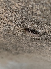 Tenebrionidae