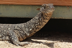 Varanus giganteus