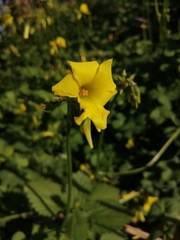 Oxalis pes-caprae