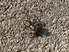 Salticidae